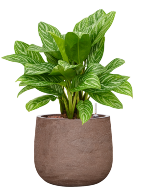 Aglaonema 'Stripes' en Baq Algar