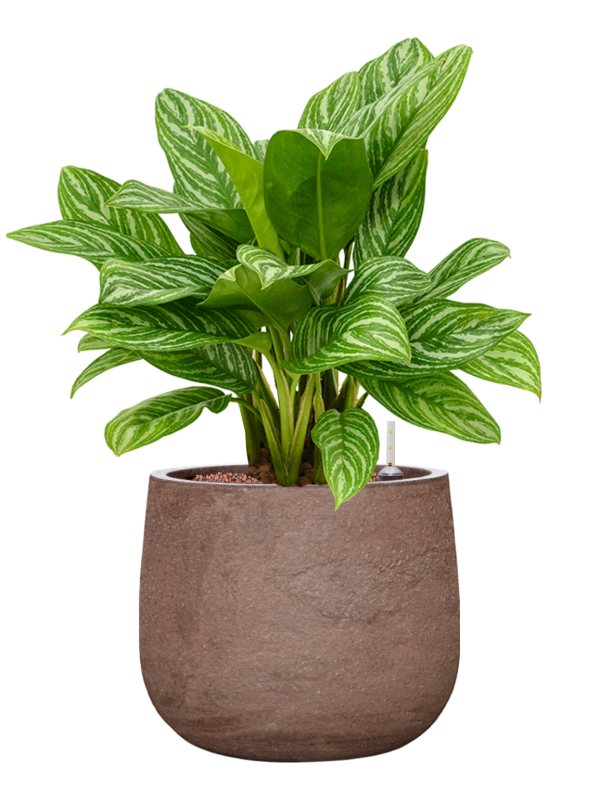 Aglaonema 'Stripes' en Baq Algar