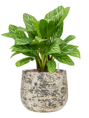 Aglaonema 'Stripes' en Baq Atlas