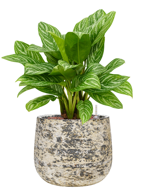 Aglaonema 'Stripes' en Baq Atlas