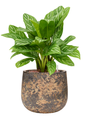 Aglaonema 'Stripes' en Baq Atlas