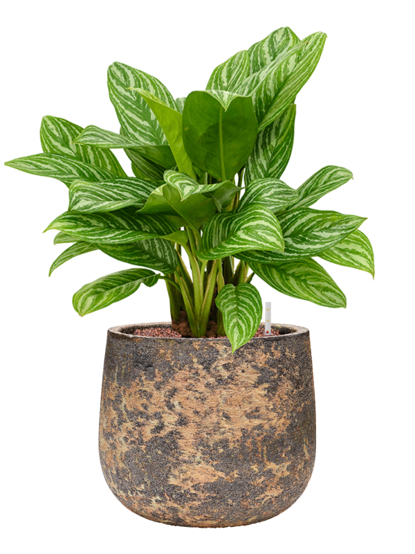 Aglaonema 'Stripes' en Baq Atlas