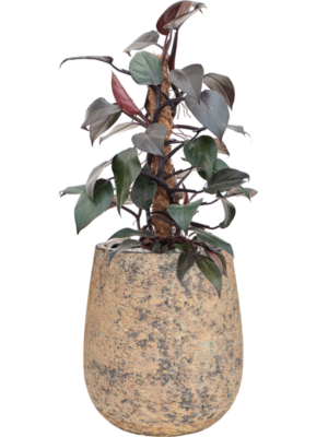Philodendron 'New Red' en Baq Atlas