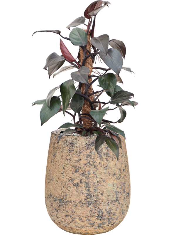 Philodendron 'New Red' en Baq Atlas
