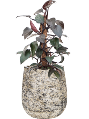 Philodendron 'New Red' en Baq Atlas