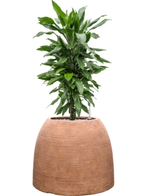 Dracaena fragrans 'Janet Lind' en Colorado
