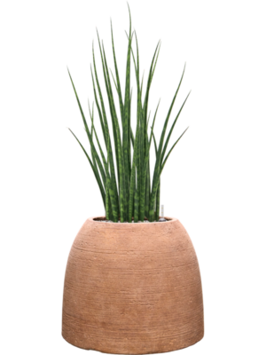 Sansevieria cylindrica 'Fernwood Mikado' en Colorado