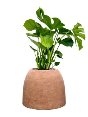 Monstera deliciosa en Colorado