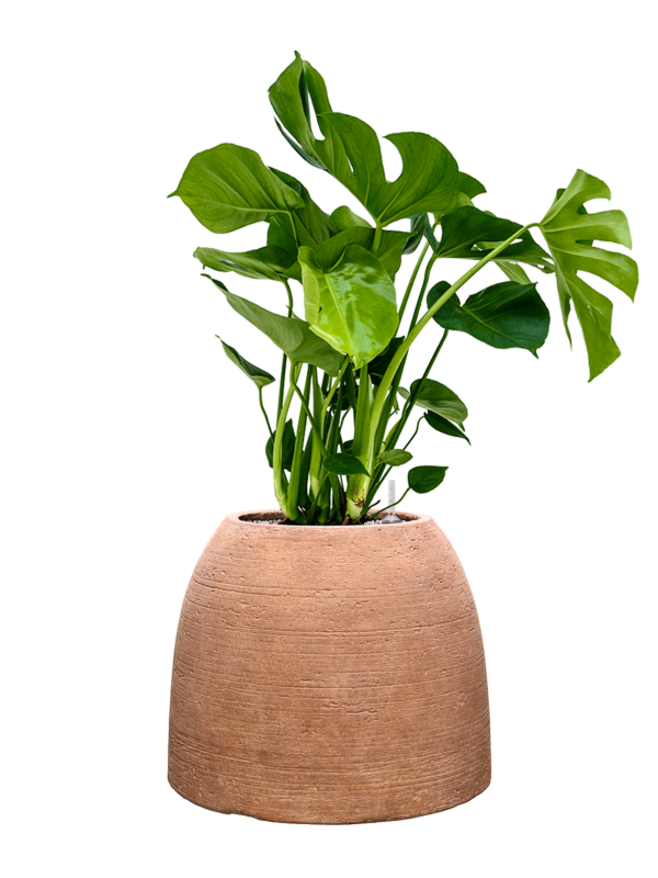 Monstera deliciosa en Colorado, Private label