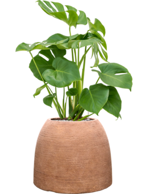 Monstera deliciosa en Colorado