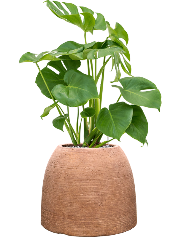 Monstera deliciosa en Colorado, Private label