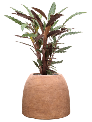 Calathea rufibarba 'Wavestar' en Colorado