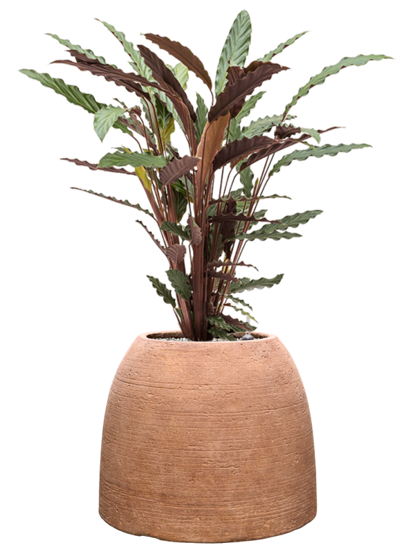 Calathea rufibarba 'Wavestar' en Colorado, Private label
