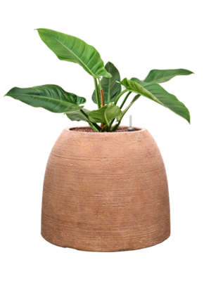 Philodendron 'Imperial Green' en Colorado