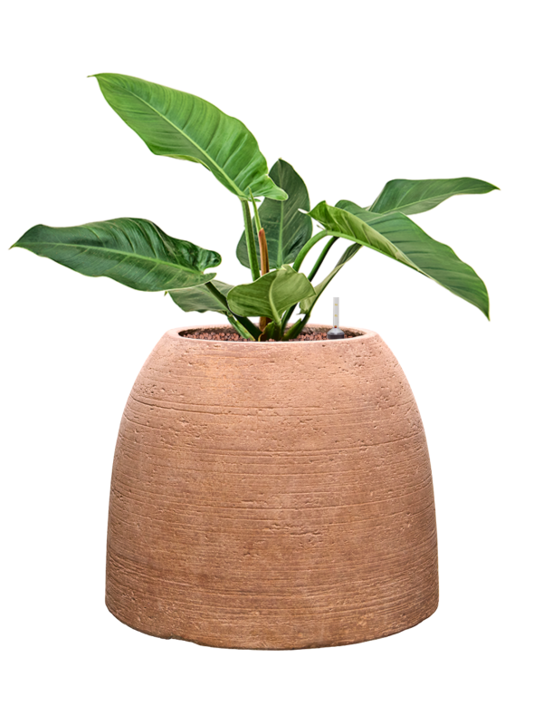 Philodendron 'Imperial Green' en Colorado, Private label