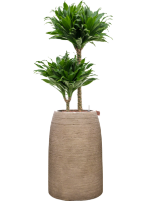 Dracaena fragrans 'Compacta' en Colorado