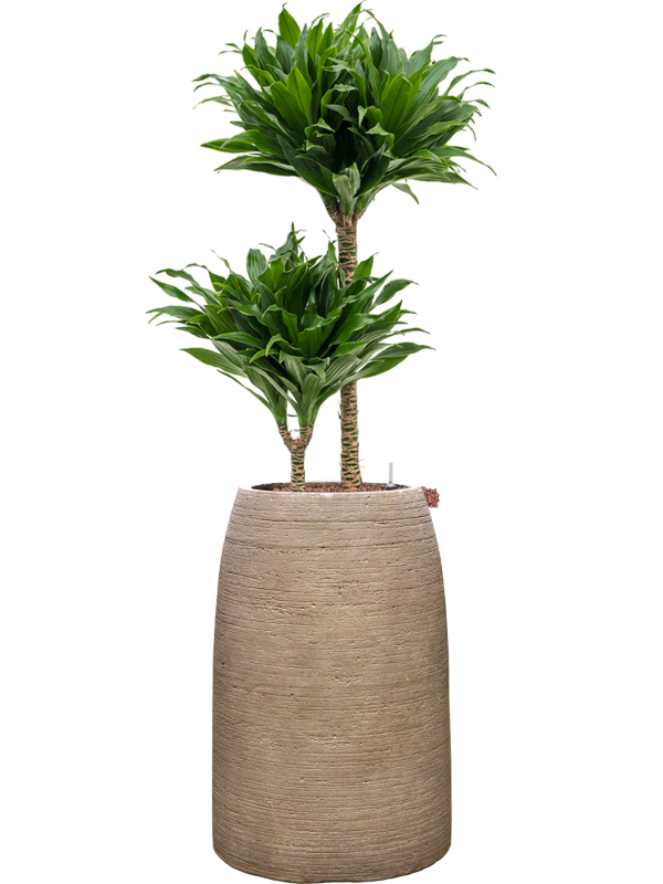 Dracaena fragrans 'Compacta' en Colorado, Private label