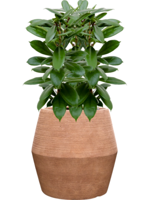 Ficus cyathistipula en Colorado