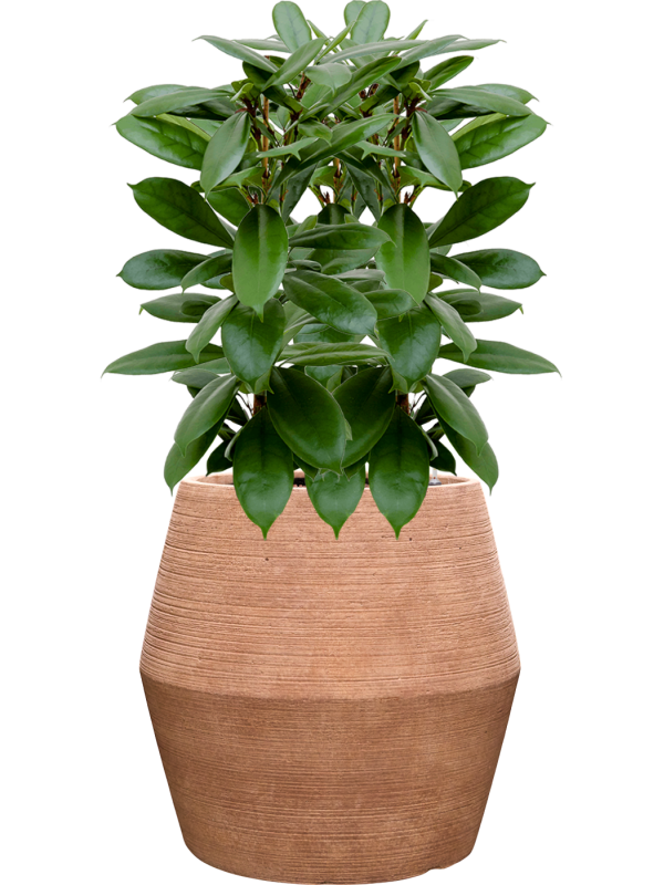 Ficus cyathistipula en Colorado, Private label