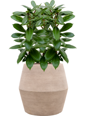 Ficus cyathistipula en Colorado