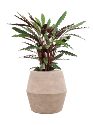 Calathea rufibarba 'Wavestar' en Colorado