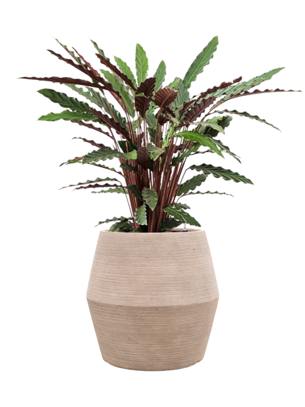 Calathea rufibarba 'Wavestar' en Colorado, Private label