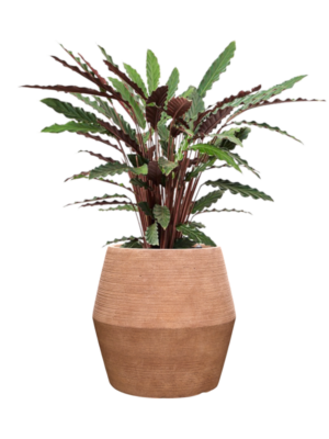 Calathea rufibarba 'Wavestar' en Colorado