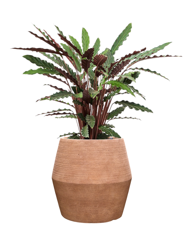 Calathea rufibarba 'Wavestar' en Colorado, Private label