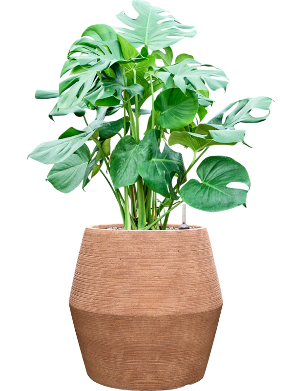 Monstera deliciosa en Colorado, Private label