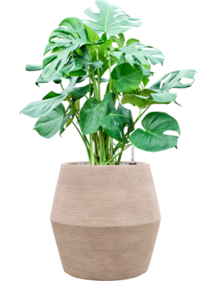 Monstera deliciosa en Colorado