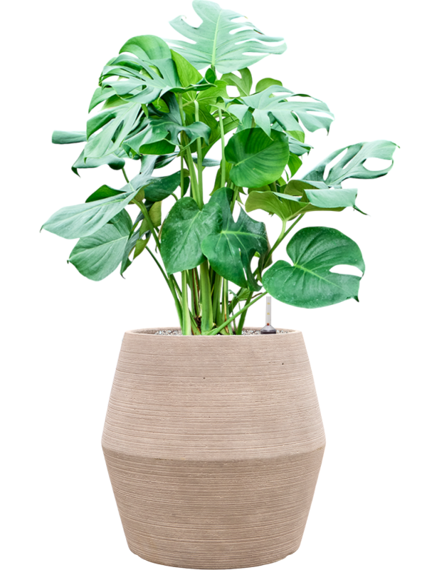 Monstera deliciosa en Colorado, Private label