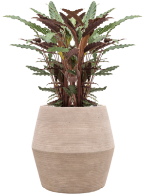 Calathea rufibarba 'Wavestar' en Colorado