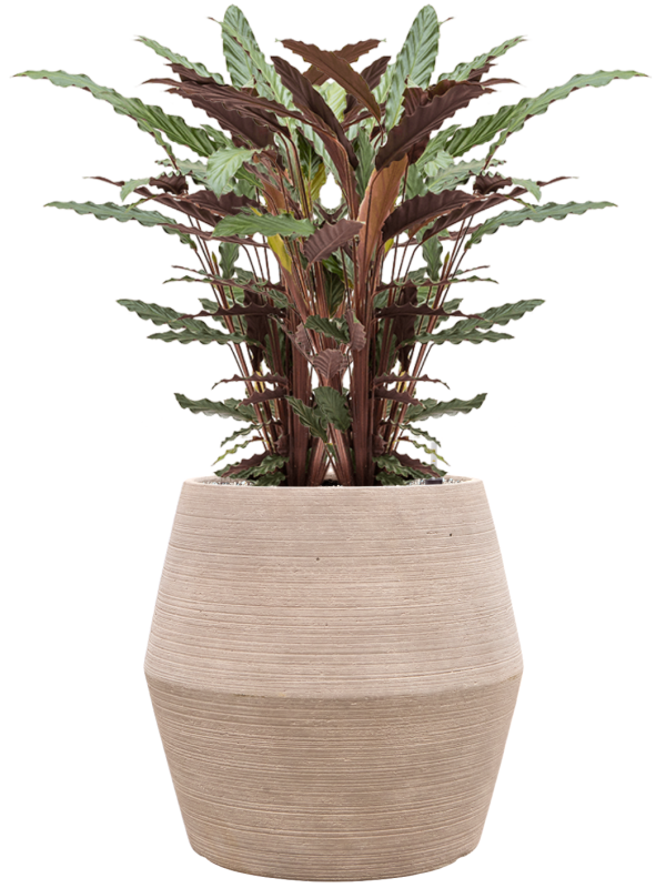 Calathea rufibarba 'Wavestar' en Colorado, Private label