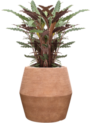 Calathea rufibarba 'Wavestar' en Colorado