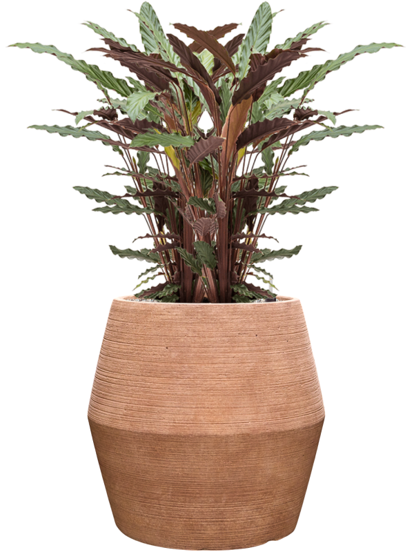 Calathea rufibarba 'Wavestar' en Colorado, Private label