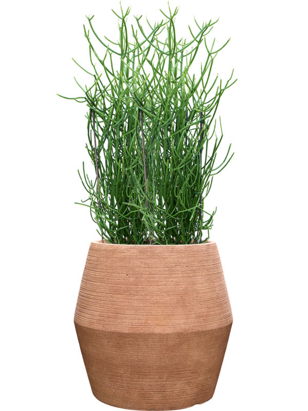 Euphorbia tirucalli en Colorado, Private label