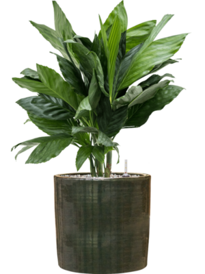 Chamaedorea metallica en Plain Striped
