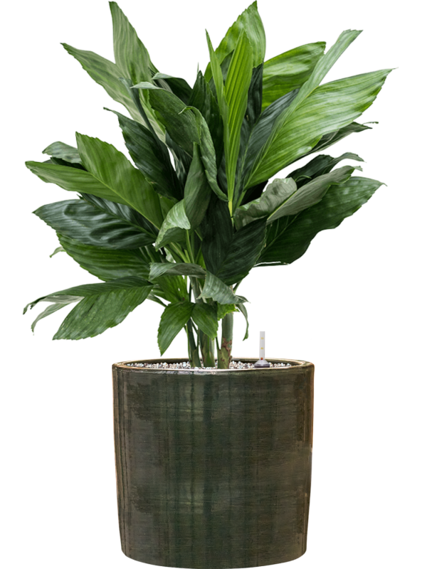 Chamaedorea metallica en Plain Striped, Private label