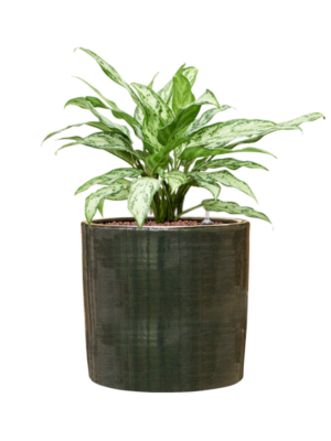 Aglaonema 'Silver Queen' en Plain Striped