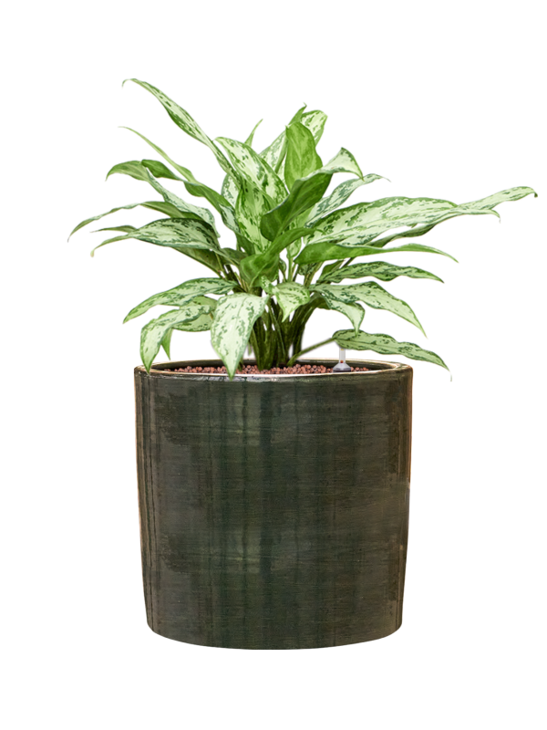 Aglaonema 'Silver Queen' en Plain Striped, Private label