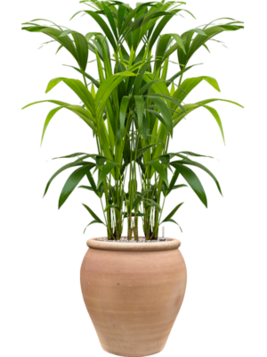 Kentia (Howea) forsteriana en Terra Antica