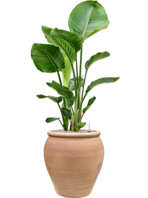 Strelitzia nicolai en Terra Antica