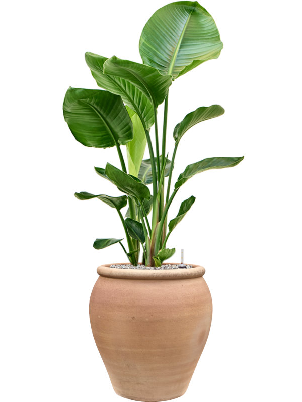 Strelitzia nicolai en Terra Antica, Private label