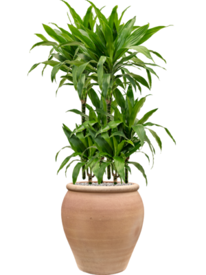 Dracaena fragrans 'Janet Craig' en Terra Antica