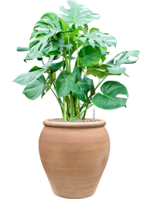 Monstera deliciosa en Terra Antica