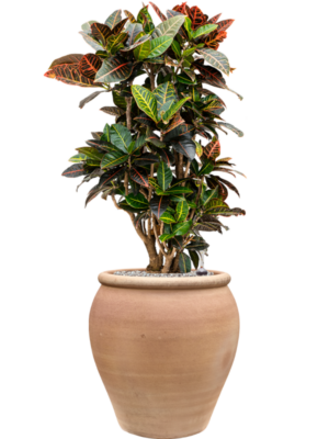Croton (Codiaeum) variegatum 'Petra' en Terra Antica