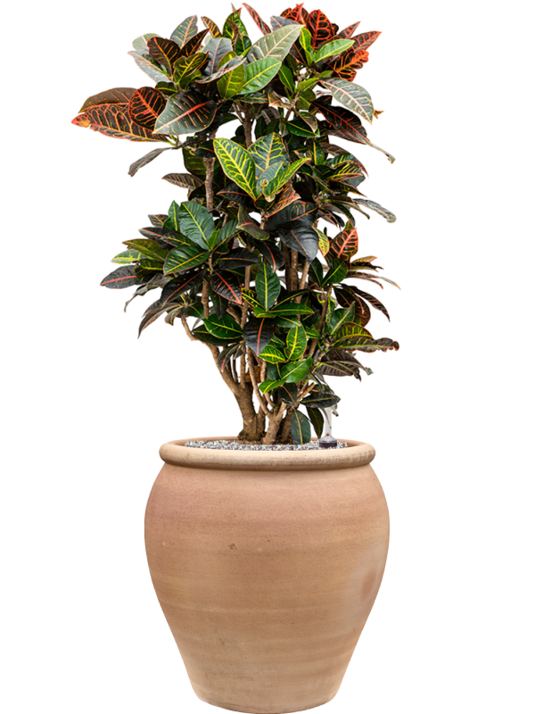 Croton (Codiaeum) variegatum 'Petra' en Terra Antica, Private label