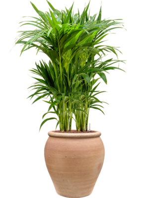 Kentia (Howea) forsteriana en Terra Antica