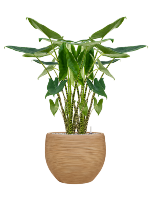 Alocasia zebrina en Baq Dune