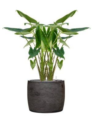Alocasia zebrina en Baq Algar